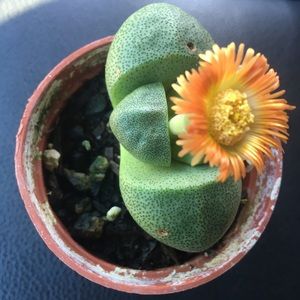 Meet your Posher, Leslie